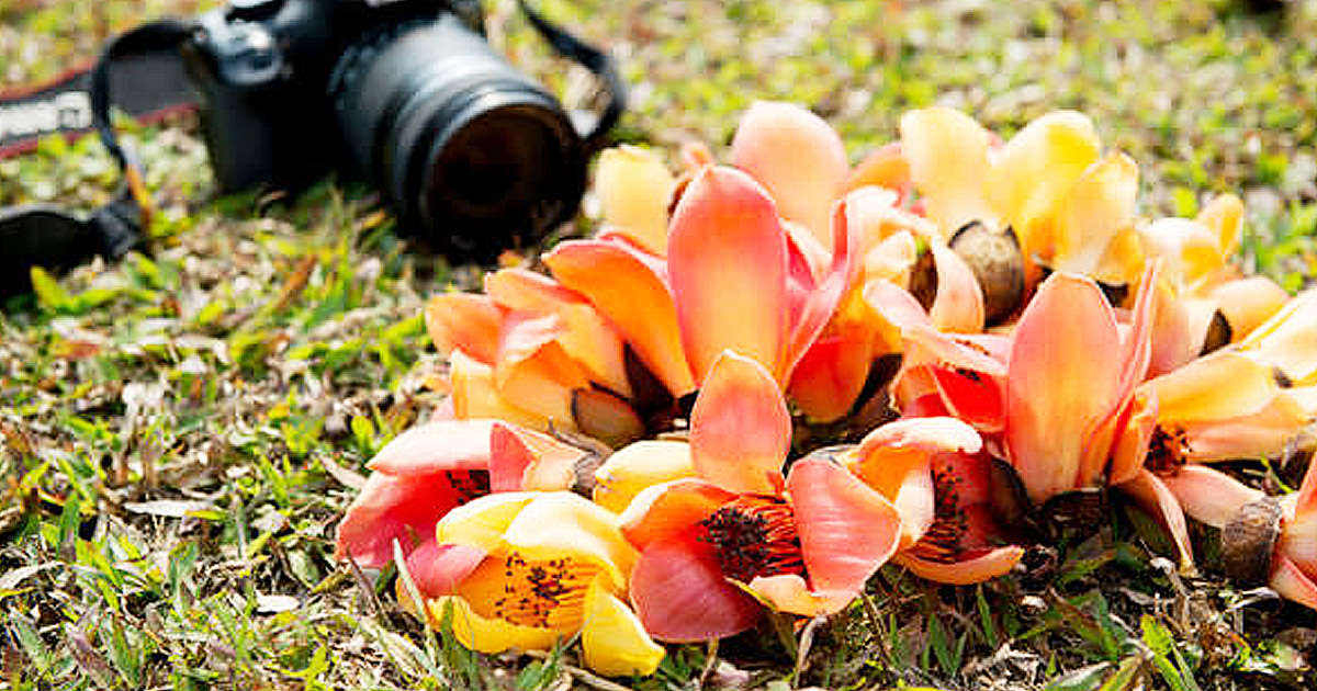 台南木棉花季懶人包 全台南木棉花必拍景點 全球15條最美花海之一在台南 台南木棉花懶人包 南人幫