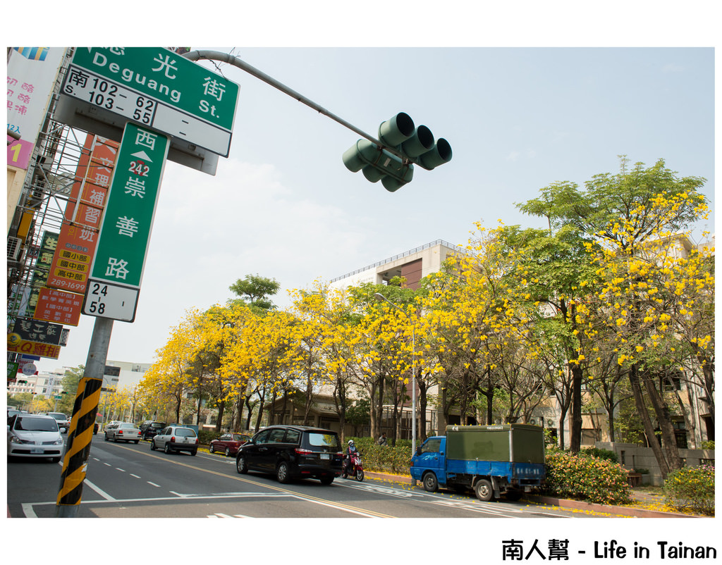 台南市東區 花木 崇善路上的 黃風鈴木 南人幫