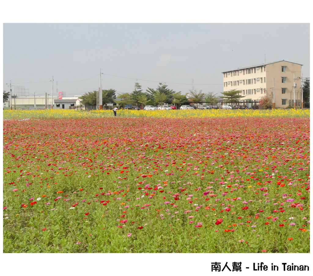 台南市新市區 活動 賞花囉 2014新市花海節 南人幫